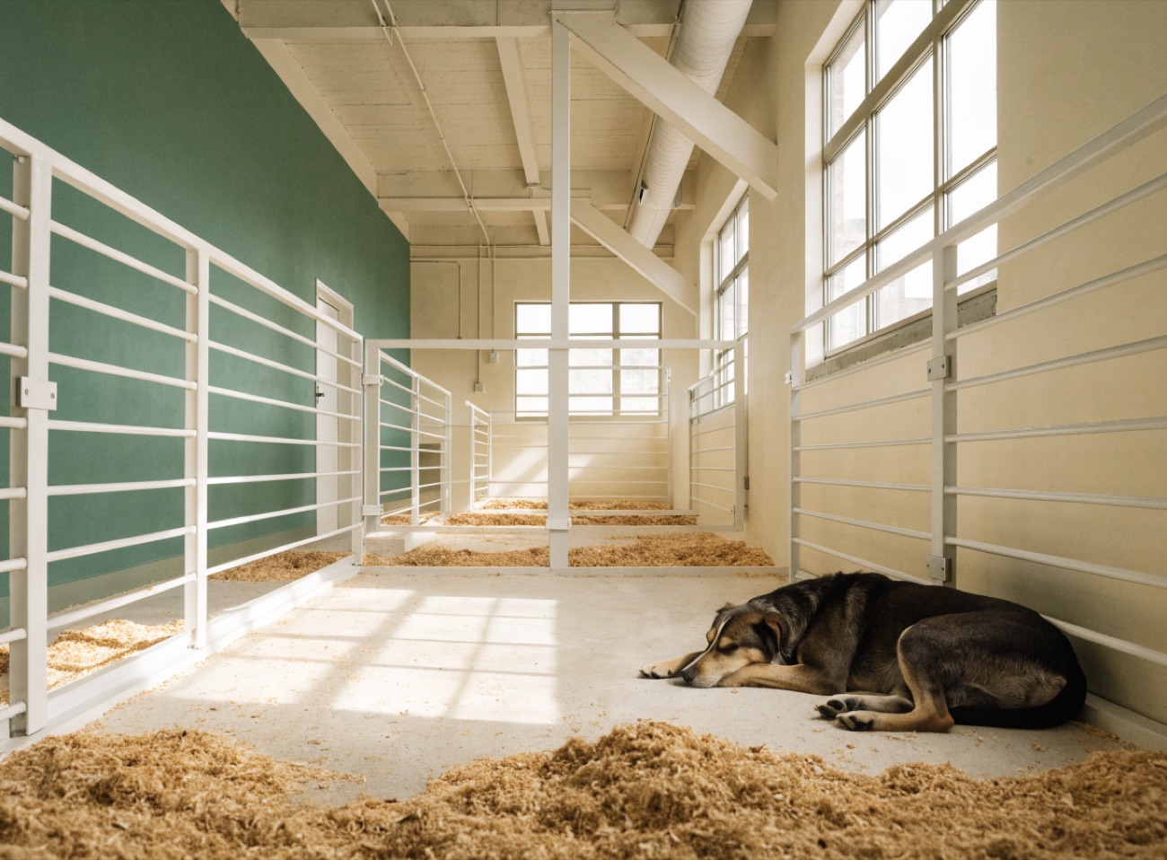 A clean, bright, well-run boarding kennel interior with fresh bedding and roomy runs